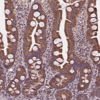 Immunocytochemistry/Immunofluorescence: SUCLA2 Antibody [NBP2-56491] - Immunohistochemical staining of human small intestine shows strong cytoplasmic positivity in glandular cells.