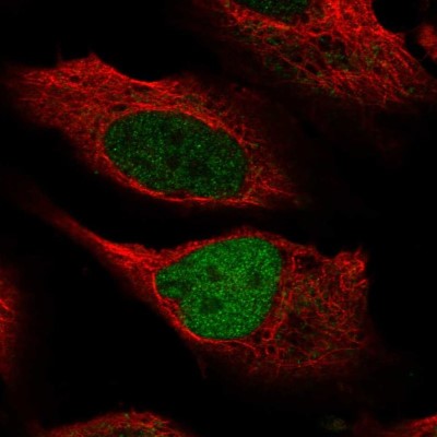 Immunocytochemistry/Immunofluorescence: MLL3 Antibody [NBP2-57730] - Staining of human cell line U-2 OS shows localization to nucleoplasm.