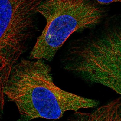 Immunocytochemistry/Immunofluorescence: Slain2 Antibody [NBP2-57345] - Staining of human cell line U-2 OS shows localization to cytosol & centrosome.