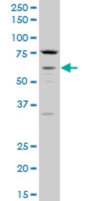 Western Blot: Muscarinic Acetylcholine Receptor M3/CHRM3 Antibody [H00001131-A01] - Analysis of CHRM3 expression in PC-12 (Cat # L012V1).