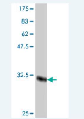 Western Blot: Muscarinic Acetylcholine Receptor M3/CHRM3 Antibody [H00001131-A01] - Western Blot detection against Immunogen (33.48 KDa).