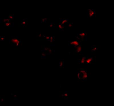 Immunocytochemistry/Immunofluorescence: VPS53 Antibody [NBP1-76901] - 293 cells.