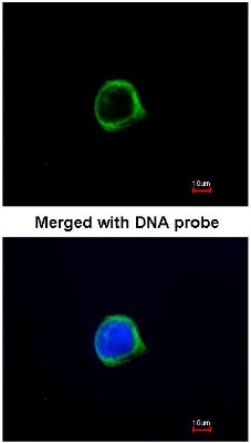 Immunocytochemistry/Immunofluorescence: GRASP1 Antibody [NBP1-31077] - Analysis of HeLa, using NBP1-31077 at 1:200 dilution.