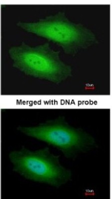 Immunocytochemistry/Immunofluorescence: PSKH1 Antibody [NBP1-32668] - Paraformaldehyde-fixed HeLa, using antibody at 1:200 dilution.