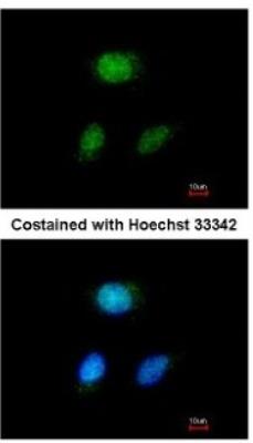 Immunocytochemistry/Immunofluorescence: Hey L Antibody [NBP2-16817] - Analysis of paraformaldehyde-fixed HeLa, using antibody at 1:200 dilution.