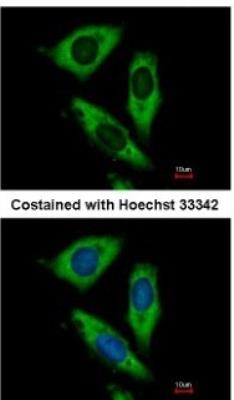 Immunocytochemistry/Immunofluorescence: Ribosomal Protein L24 Antibody [NBP2-15102] - Paraformaldehyde-fixed HeLa, using antibody at 1:500 dilution.