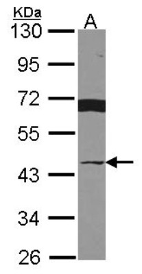 Western Blot: Breast cancer suppressor candidate 1 Antibody [NBP2-15615] - Sample (30 ug of whole cell lysate) A: Hep G2 10% SDS PAGE gel, diluted at 1:2000.