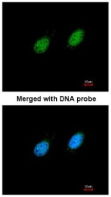 Immunocytochemistry/Immunofluorescence: STK40 Antibody [NBP1-33391] - Paraformaldehyde-fixed HeLa, using antibody at 1:200 dilution.