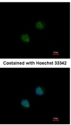 Immunocytochemistry/Immunofluorescence: DOM3Z Antibody [NBP1-33509] - Analysis of methanol-fixed HeLa, using antibody at 1:200 dilution.
