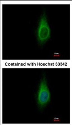 Immunocytochemistry/Immunofluorescence: IMPA1 Antibody [NBP2-16964] - Immunofluorescence analysis of methanol-fixed HeLa, using antibody at 1:500 dilution.