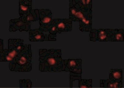 Immunocytochemistry/Immunofluorescence: PDCD5 Antibody [NBP1-76988] - Immunofluorescence of PDCD5 in Jurkat cells with PDCD5 antibody at 10 ug/mL.