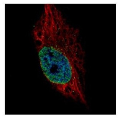 Immunocytochemistry/Immunofluorescence: ESRP2 Antibody [NBP2-16375] - Confocal immunofluorescence analysis of paraformaldehyde-fixed HeLa, using ESRP2 antibody (Green) at 1:500 dilution. Alpha-tubulin filaments are labeled with Alpha-tubulin antibody (Red) at 1:2000.
