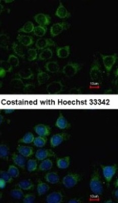 Immunocytochemistry/Immunofluorescence: PANK3 Antibody [NBP1-32638] - Analysis of methanol-fixed Hep3B, using antibody at 1:100 dilution.