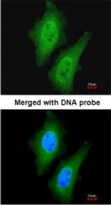 Immunocytochemistry/Immunofluorescence: SgK071 Antibody [NBP1-32687] - Paraformaldehyde-fixed HeLa, using antibody at 1:200 dilution.