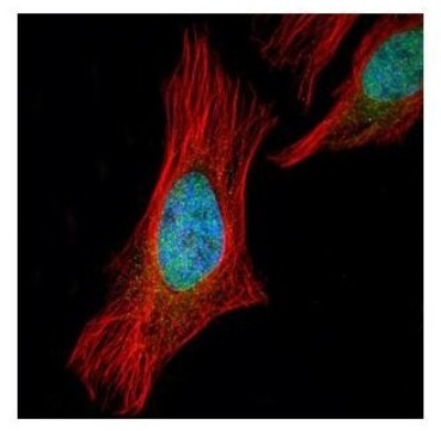 Immunocytochemistry/Immunofluorescence: Shugoshin Antibody [NBP2-20355] - Confocal immunofluorescence analysis of paraformaldehyde-fixed HeLa, using Shugoshin antibody (Green) at 1:500 dilution. Alpha-tubulin filaments are labeled with Alpha-tubulin antibody (Red) at 1:2000.