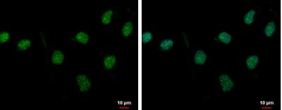 Immunocytochemistry/Immunofluorescence: PASD1 Antibody [NBP2-19703] - Sample: NT2D1 cells were fixed in 4% paraformaldehyde at RT for 15 min. Green: PASD1 protein stained by PASD1 antibody diluted at 1:500. Blue: Hoechst 33342 staining.