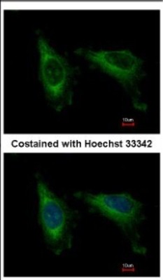Immunocytochemistry/Immunofluorescence: CDC37L1 Antibody [NBP2-15830] - Immunofluorescence analysis of methanol-fixed HeLa, using antibody at 1:500 dilution.