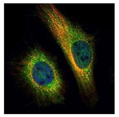 Immunocytochemistry/Immunofluorescence: TNPO2 Antibody [NBP2-20676] - Confocal immunofluorescence analysis of paraformaldehyde-fixed HeLa, using TNPO2 antibody (Green) at 1:500 dilution. Alpha-tubulin filaments are labeled with Alpha-tubulin antibody (Red) at 1:2000.