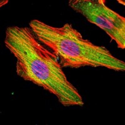 Immunocytochemistry/Immunofluorescence: MAT1A Antibody (5A8) [NBP2-37652] - Immunofluorescence analysis of Hela cells using MATN1 mouse mAb (green). Blue: DRAQ5 fluorescent DNA dye. Red: Actin filaments have been labeled with Alexa Fluor-555 phalloidin.