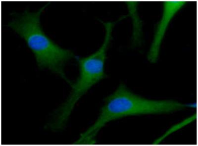 Immunocytochemistry/Immunofluorescence: ACOT7 Antibody (1D5) [NBP2-22569] - Analysis in U87MG cells line, stained with DAPI (Blue) for nucleus staining and monoclonal anti-human ACOT7 antibody (1:100) with goat anti-mouse IgG-Alexa fluor 488 conjugate (Green).