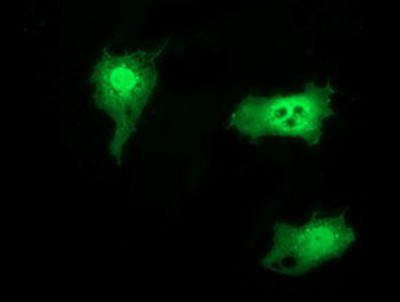 Immunocytochemistry/Immunofluorescence: SNTG1 Antibody (3G10) [NBP2-03455] Staining of COS7 cells transiently transfected by pCMV6-ENTRY SNTG1.