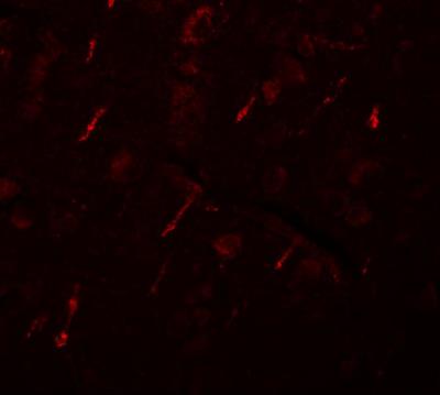 Immunocytochemistry/Immunofluorescence: SIPA1L2 Antibody [NBP1-77090] - Immunofluorescence of SIPA1L2 in human brain tissue with SIPA1L2 antibody at 20 ug/mL.