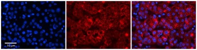 Immunocytochemistry/Immunofluorescence: RER1 Antibody [NBP1-59953] - Formalin Fixed Paraffin; Embedded Tissue: Human Adult Liver; Observed Staining: Cytoplasm in hepatocytes, strong signal, very wide tissue distribution; Primary Antibody Concentration: 1:100
