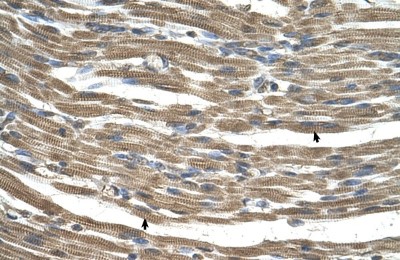 Immunohistochemistry-Paraffin: C21orf33 Antibody [NBP1-80552] - Human Muscle Tissue, Skeletal muscle cells (Indicated with Arrows) 4-8ug/ml.