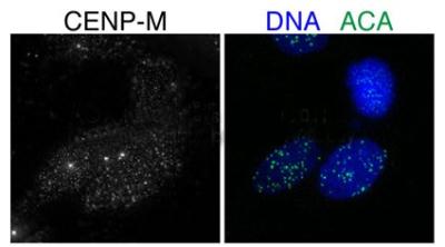 Immunocytochemistry/Immunofluorescence: CENPM Antibody [NBP1-54361] - Sample Type : DNA/ACA