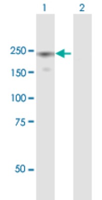Western Blot: Eukaryotic translation initiation factor 5B Antibody [H00009669-B01P] - Analysis of EIF5B expression in transfected 293T cell line by EIF5B polyclonal antibody.  Lane 1: EIF5B transfected lysate(134.2 KDa). Lane 2: Non-transfected lysate.