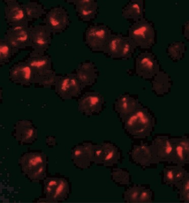 Immunocytochemistry/Immunofluorescence: TNFAIP2 Antibody [NBP2-41189] - Immunofluorescence of TNFAIP2 in K562 cells with TNFAIP2 antibody at 20 ug/mL.