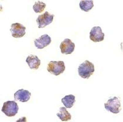 Immunocytochemistry/Immunofluorescence: RPTOR Antibody [NBP1-76613] - Analysis of Raptor in formalin-fixed L1210 cells with Raptor antibody at 10 ug/ml.