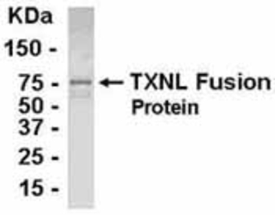 Western Blot: E coli-derived fusion protein as test antigen. Affinity-purified IgY dilution: 1:2000, Goat anti-IgY-HRP dilution: 1:1000. Colorimetric method for signal development. ( anti-TXNL1 )
