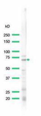 Western Blot: Lamin B Receptor Antibody [NBP1-49760] - Heptg2
