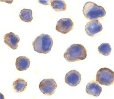 Immunocytochemistry/Immunofluorescence: MADD Antibody [NBP1-77033] - human spleen tissue with MADD antibody at 10 ug/ml.