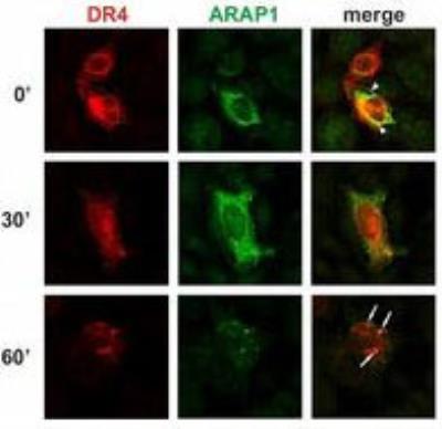 Immunocytochemistry/Immunofluorescence: ARAP1 Antibody (ARAP1-2) [NB110-68801] - Colocalization of ARAP1 with DR4 at the plasma membrane and in early endosomes. ARAP1-transfected NCTC cells were treated with TRAIL for 0, 30 or 60 and fixed with methanol. DR4 was detected by rabbit polyclonal (red) and ARAP1 with ARAP1-2 mouse monoclonal antibody (green). Arrowheads show ARAP1-DR4 colocalization at the plasma membrane and intracellular membranes, whereas arrows show their colocalization in early endosomes.