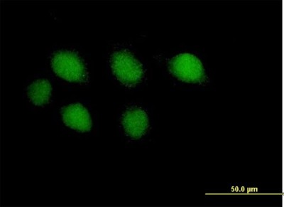 Immunocytochemistry/Immunofluorescence: DNA Polymerase epsilon catalytic subunit A Antibody [H00005426-B01P] - Analysis of purified antibody to POLE on HeLa cell. (antibody concentration 10 ug/ml)