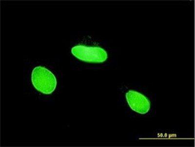 Immunocytochemistry/Immunofluorescence: MLLT6 Antibody (1B2) [H00004302-M02] - Analysis of monoclonal antibody to MLLT6 on HeLa cell. Antibody concentration 10 ug/ml.