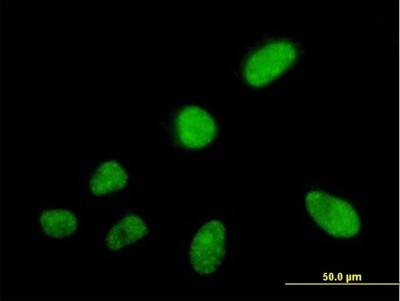 Immunocytochemistry/Immunofluorescence: SFRS5 Antibody [H00006430-B02P] - Analysis of purified antibody to SFRS5 on HeLa cell. (antibody concentration 10 ug/ml)