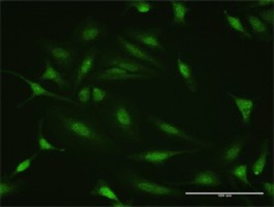 Immunocytochemistry/Immunofluorescence: PTTG2 Antibody [H00010744-D01P] - Analysis of antibody to PTTG2 on HeLa cell. Antibody concentration 10 ug/ml.