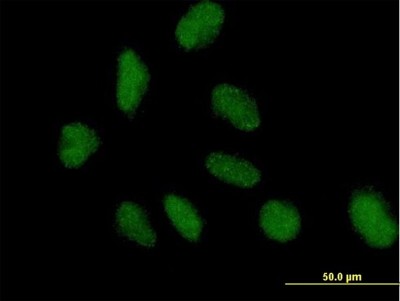 Immunocytochemistry/Immunofluorescence: NAP1L3 Antibody [H00004675-B01P] - Analysis of purified antibody to NAP1L3 on HeLa cell. (antibody concentration 10 ug/ml)