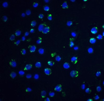 Immunocytochemistry/Immunofluorescence: Acinus Antibody [NBP1-76855] - Staining of Acinus in K562 cells with Acinus antibody at 20 ug/ml.