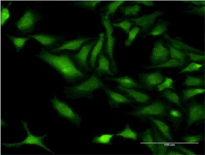 Immunocytochemistry/Immunofluorescence: CHRNB3 Antibody (3G6) [H00001142-M01] - Analysis of monoclonal antibody to CHRNB3 on HeLa cell. Antibody concentration 10 ug/ml.