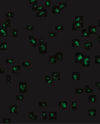 Immunocytochemistry/Immunofluorescence: Acinus Antibody [NBP1-76855] - Immunofluorescence of Acinus in K562 cells with Acinus antibody at 20 ug/mL.