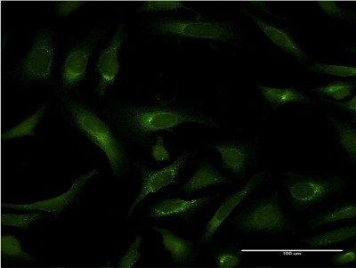 Immunocytochemistry/Immunofluorescence: Pipecolic acid oxidase Antibody (3D1) [H00051268-M10] - Analysis of monoclonal antibody to PIPOX on HeLa cell. Antibody concentration 10 ug/ml