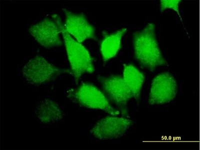 Immunocytochemistry/Immunofluorescence: PLCXD1 Antibody [H00055344-B01P] - Analysis of purified antibody to PLCXD1 on HeLa cell. (antibody concentration 10 ug/ml)
