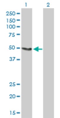 Western Blot: Acetyl-coenzyme A transporter 1 Antibody [H00009197-B01P] - Analysis of SLC33A1 expression in transfected 293T cell line by SLC33A1 polyclonal antibody.  Lane 1: SLC33A1 transfected lysate(60.39 KDa). Lane 2: Non-transfected lysate.