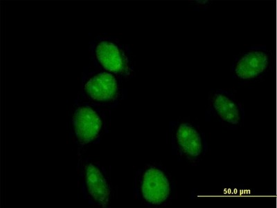Immunocytochemistry/Immunofluorescence: ARL6IP4 Antibody [H00051329-B01P] - Analysis of purified antibody to ARL6IP4 on HeLa cell. (antibody concentration 10 ug/ml)