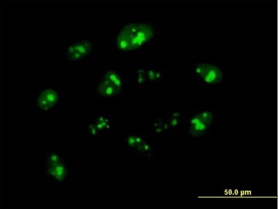 Immunocytochemistry/Immunofluorescence: Nucleoplasmin-3 Antibody [H00010360-B01P] - Analysis of purified antibody to NPM3 on HeLa cell. (antibody concentration 10 ug/ml)