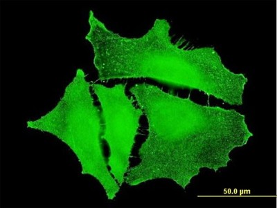 Immunocytochemistry/Immunofluorescence: Plakophilin 4 Antibody (4H7) [H00008502-M06] - Analysis of monoclonal antibody to PKP4 on HeLa cell. Antibody concentration 10 ug/ml
